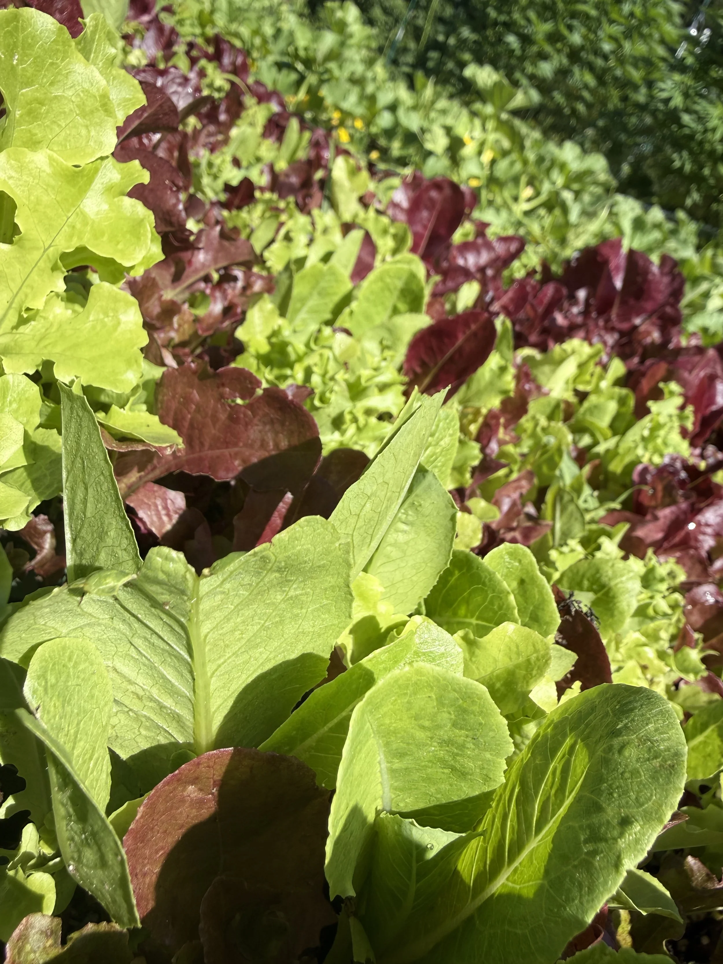 Close-up of green and reddish lettuce leaves in sunlight.