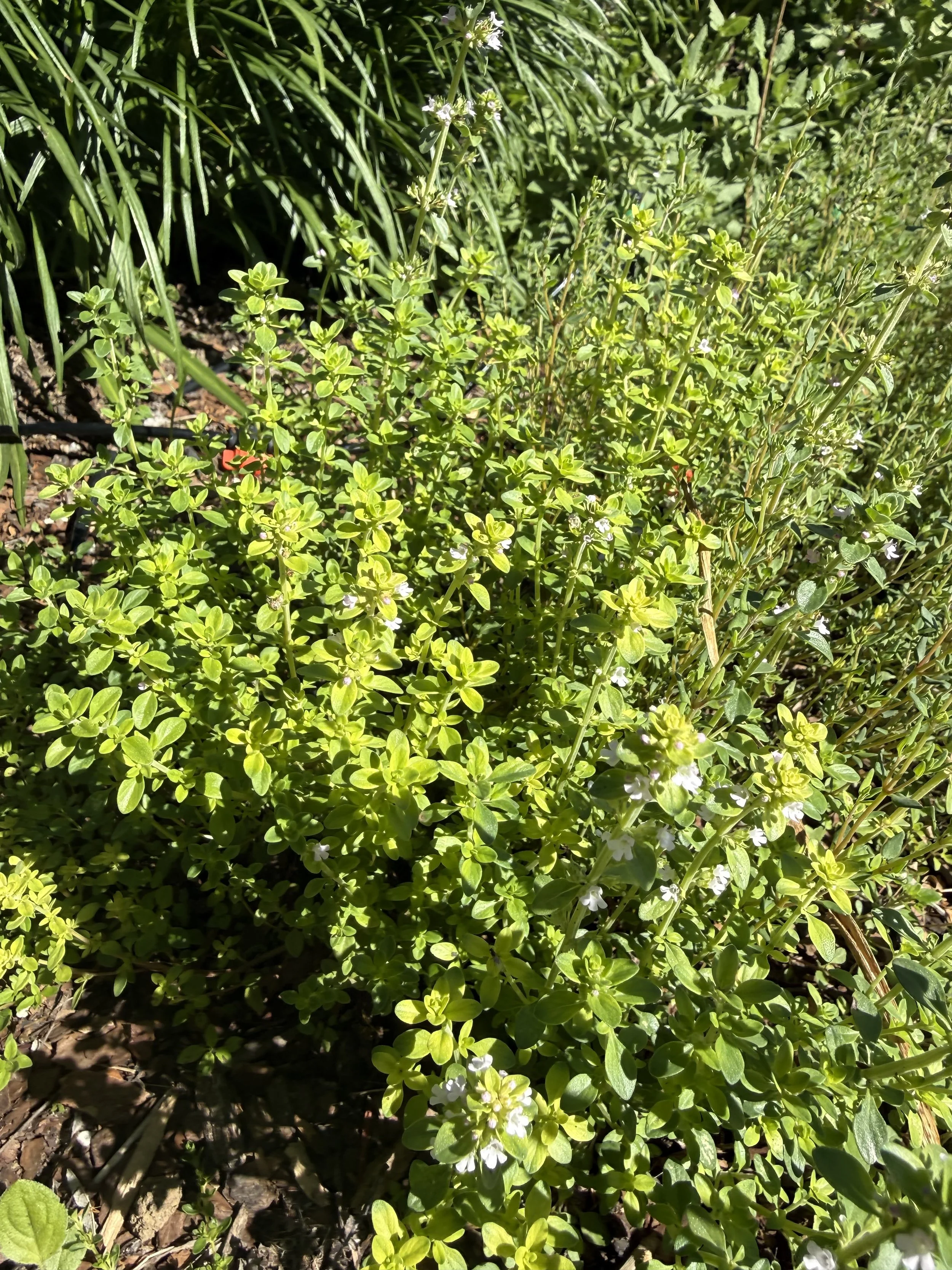 Close-up of green herb bushes with small white flowers and dark soil underneath.