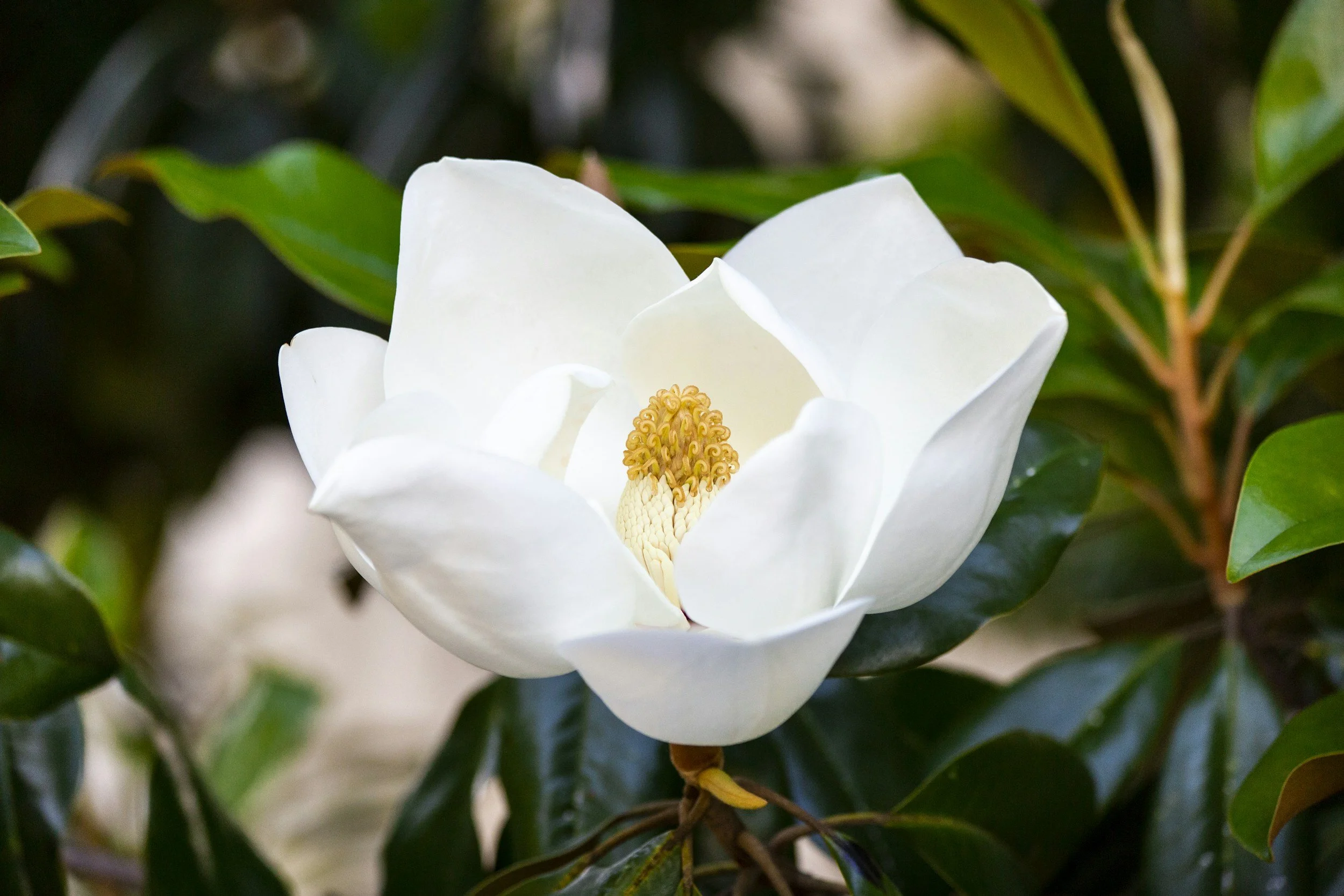 Close-up of a white magnolia flower with yellow stamens, surrounded by green leaves.