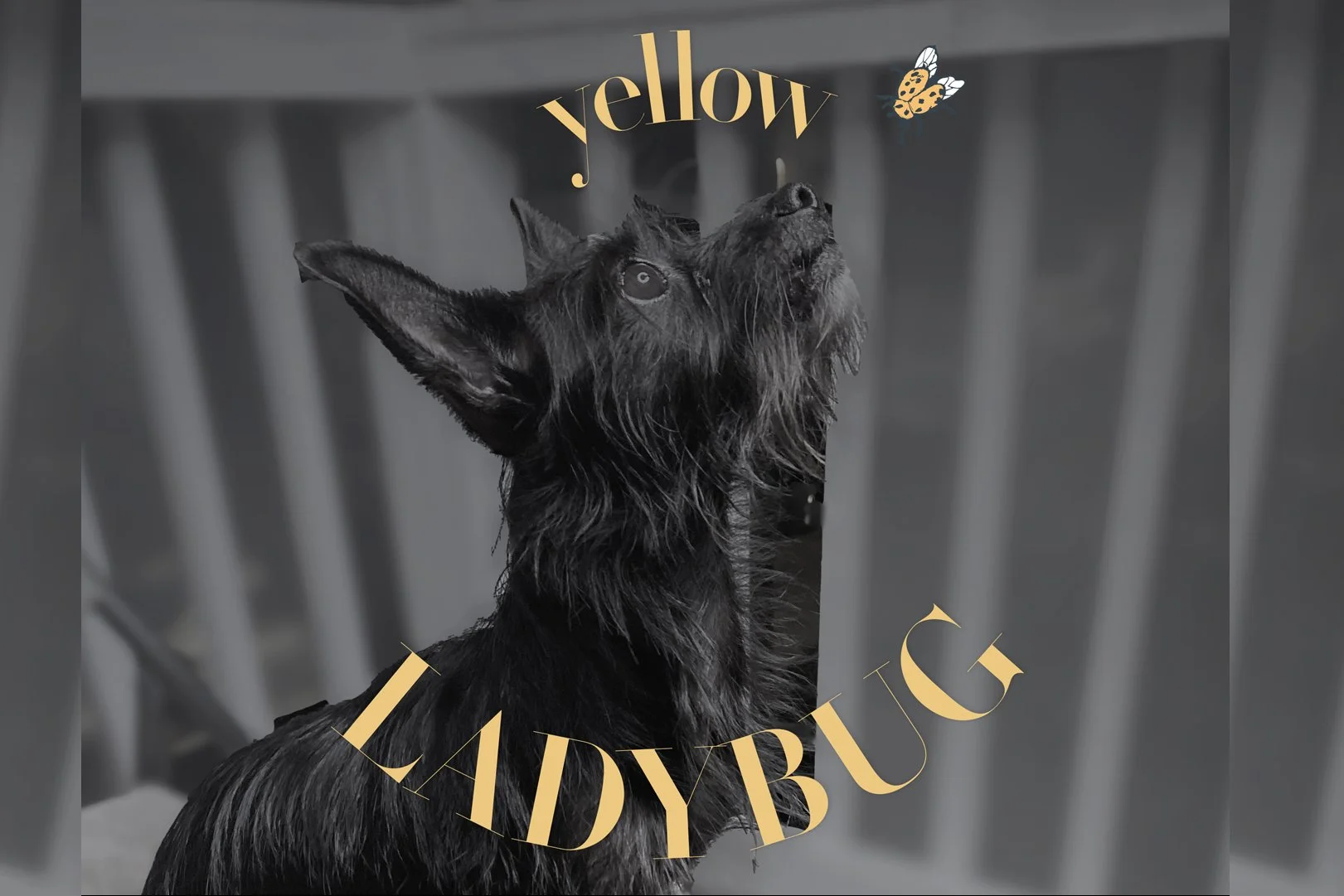 Yellow Ladybug