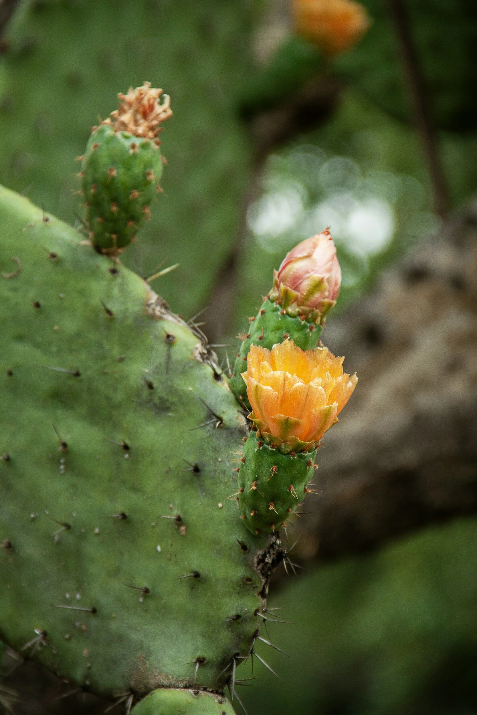 Close-up of a green cactus pad with several small orange cactus flowers and buds, surrounded by blurred green foliage.