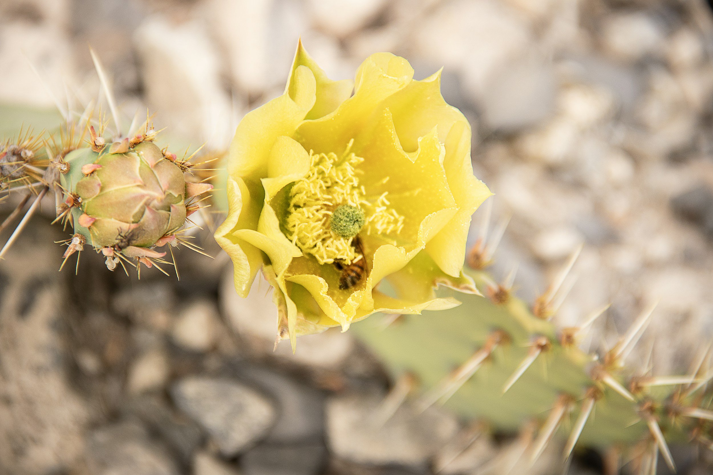 Close-up of a yellow cactus flower blooming on a spiny cactus plant in a desert environment.