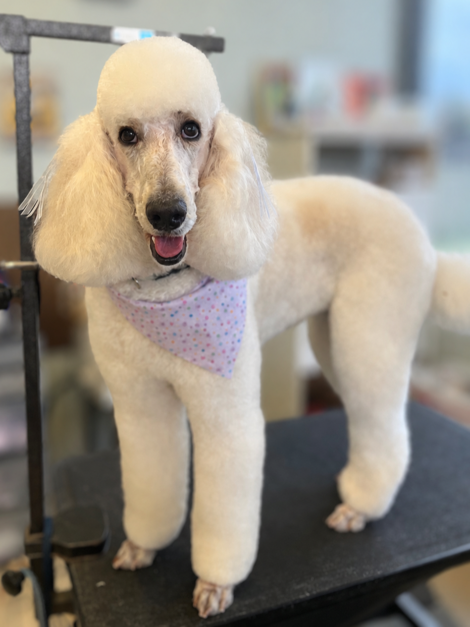 A white poodle with fluffy ears and a pink polka dot bandana, standing on a grooming table indoors, appearing freshly groomed.