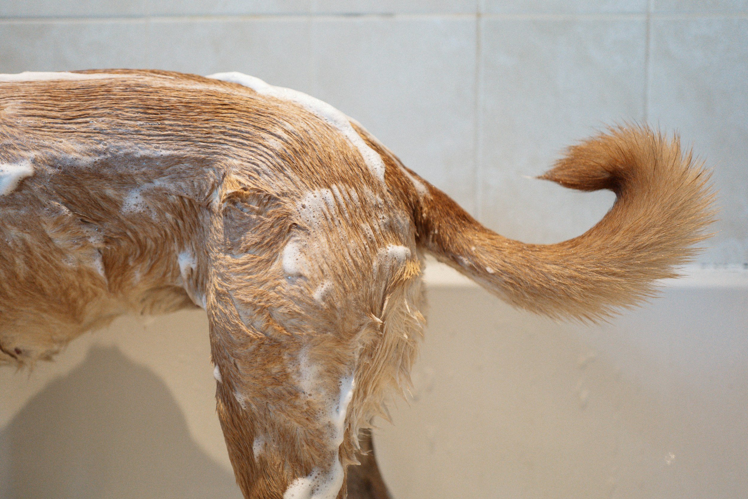 A dog bathing in a tub with soap and bubbles on its light brown fur, with part of its tail visible in the image.