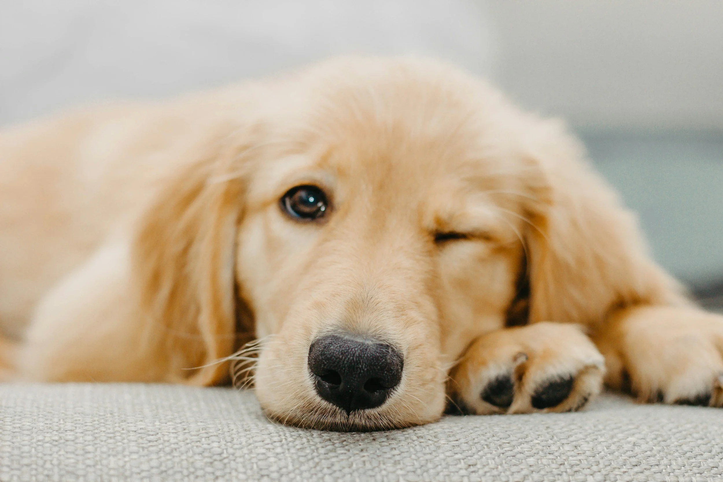 A golden retriever puppy lying down on a light-colored surface, resting its head on its front paws, with one eye slightly open and looking at the camera.