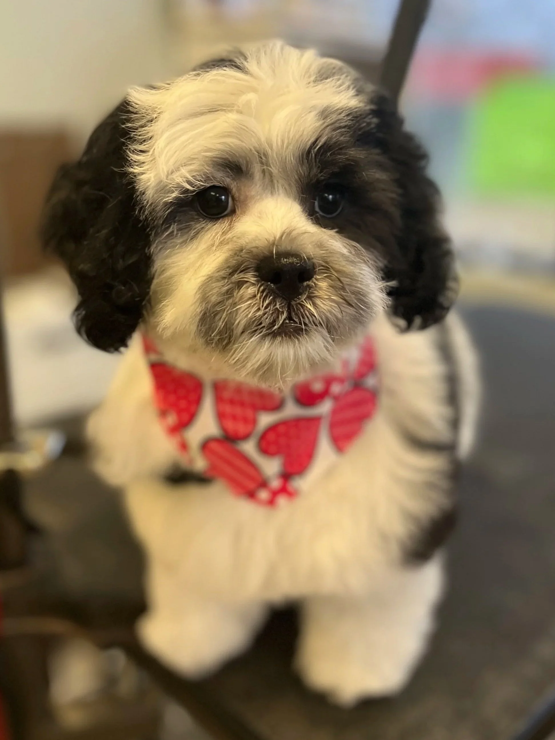 Close-up of a small puppy with black and white fur, wearing a red bandana with hearts, looking at the camera.