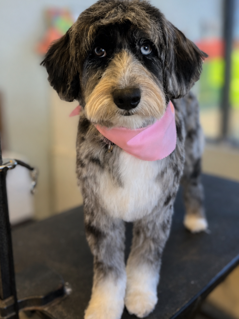 A black, gray, and white Australian Shepherd puppy with heterochromia, one blue eye and one brown eye, wearing a pink bandana, standing on a grooming table indoors.