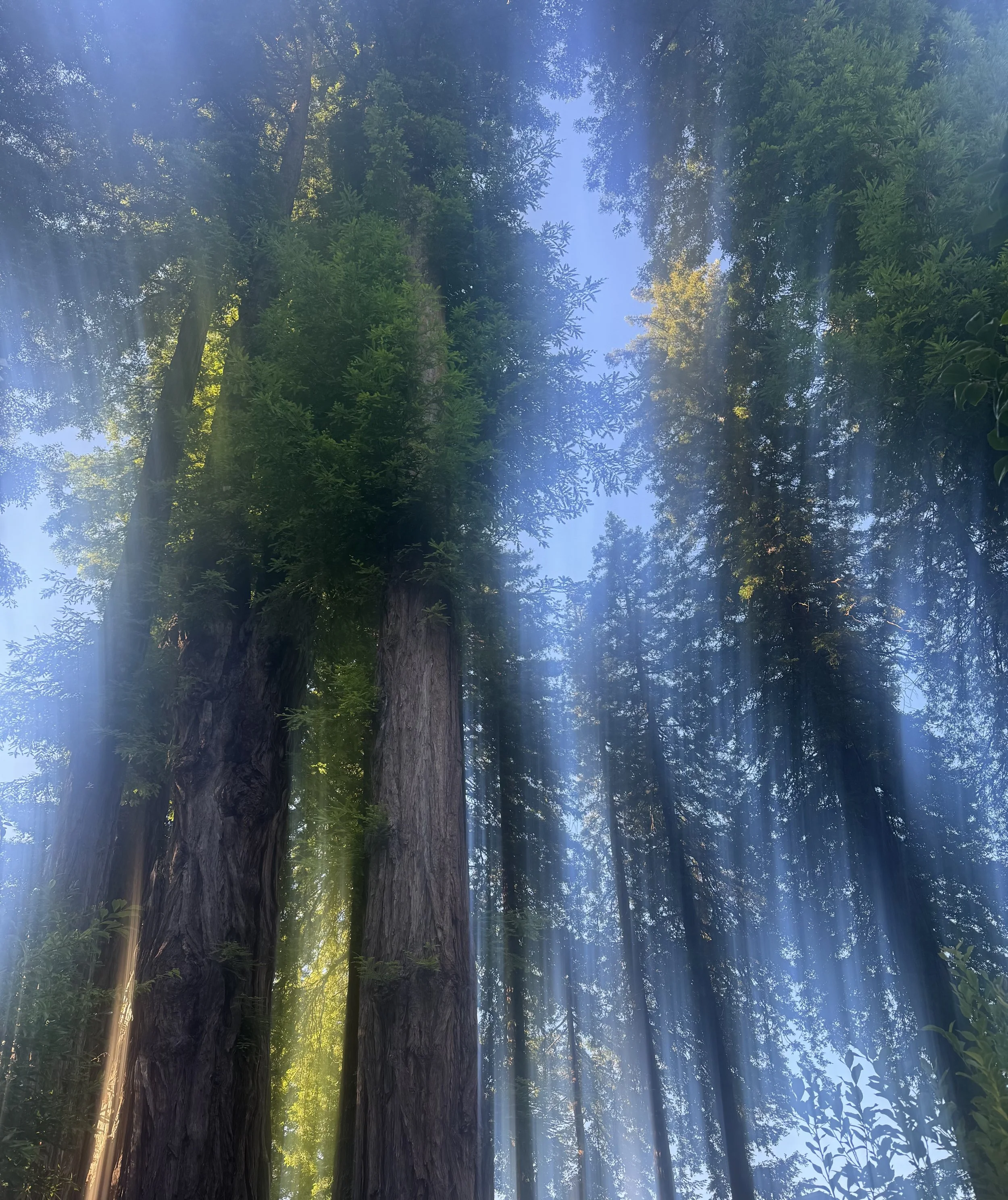 Sun rays shining through a dense green forest with tall trees and foliage.