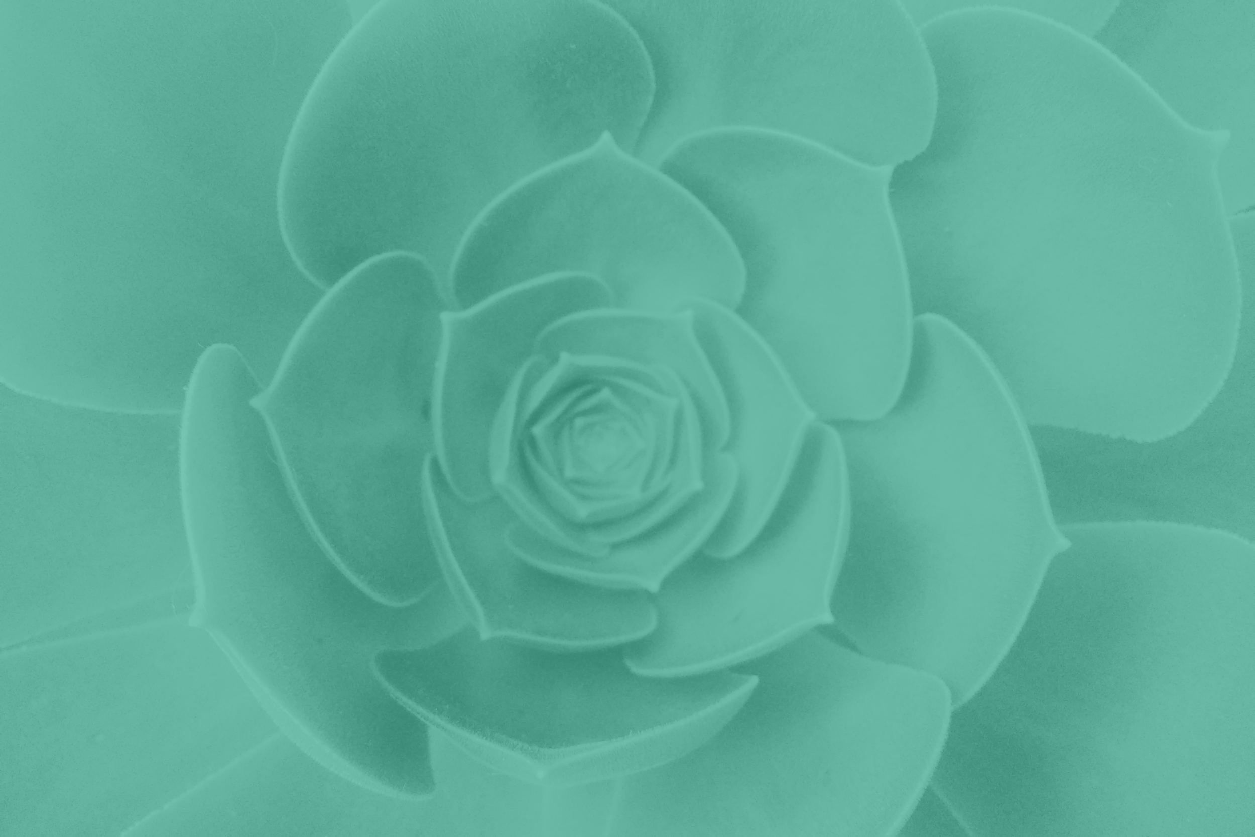 Close-up of a mint-green plastic object with a layered, rose-like pattern embossed on its surface.