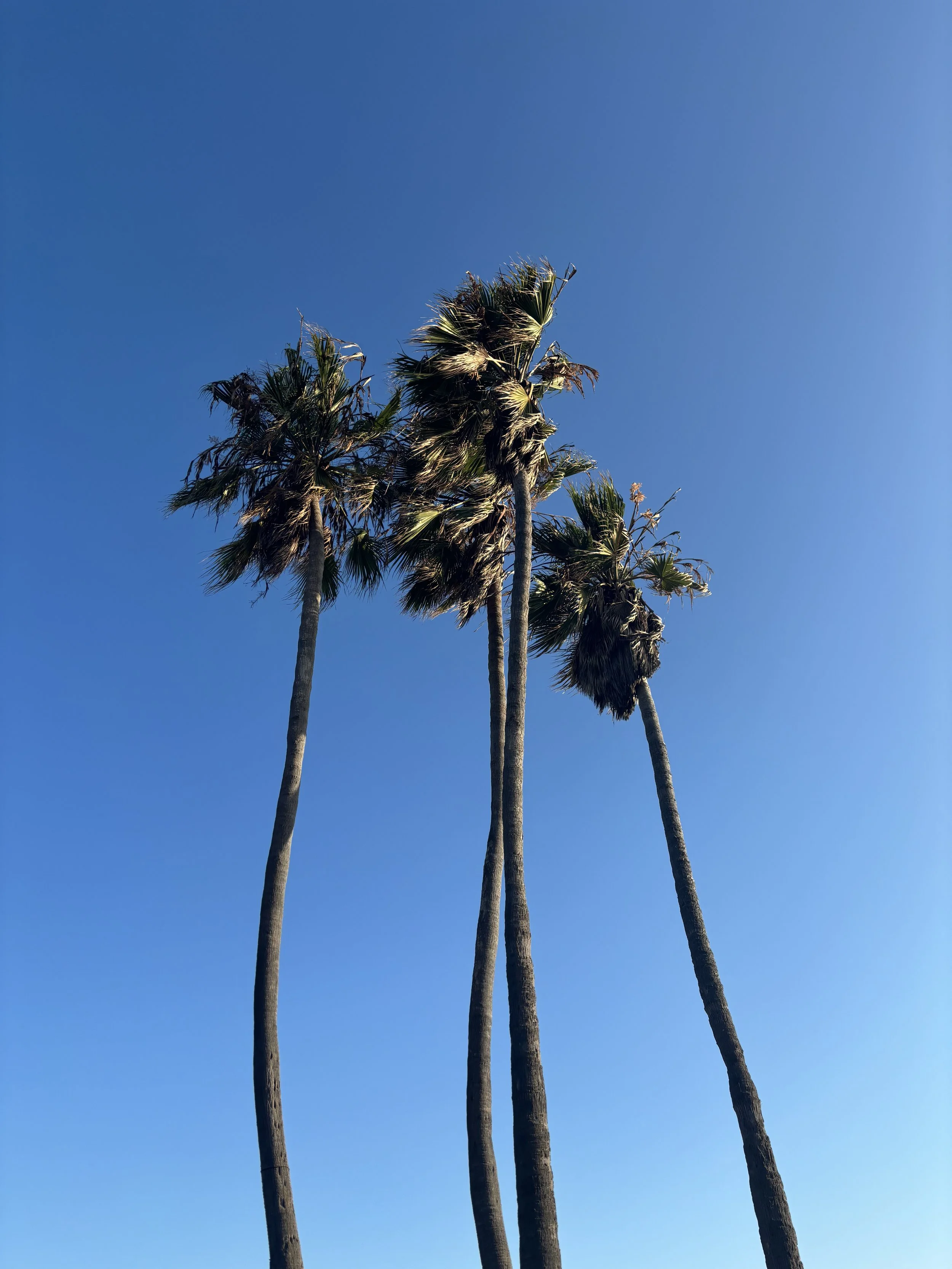IMG_3958.jpeg