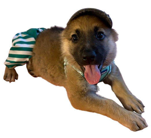 A adorable puppy lying down wearing a small baseball cap and a striped shirt, looking happy with its tongue out.