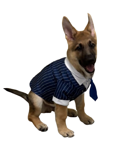 German Shepherd puppy wearing a striped blue and white shirt.