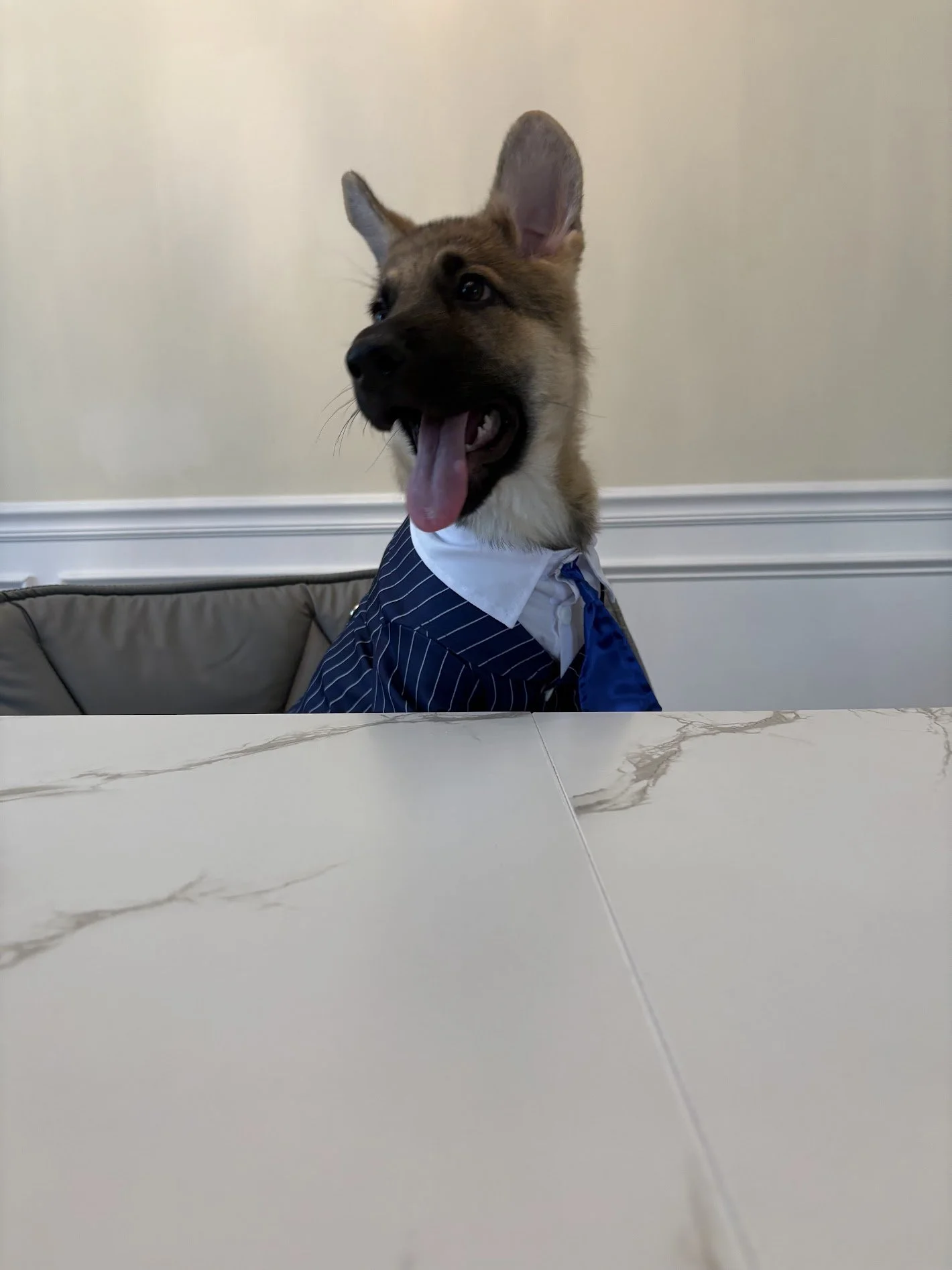 A dog dressed in a blue pinstripe suit with a white shirt and blue tie, sitting at a marble table with a beige wall in the background.