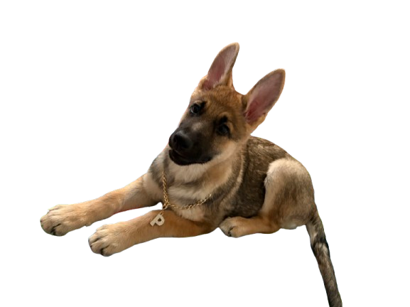 Young puppy with brown and gray fur lying down, wearing a gold chain collar, with one ear flopping and the other standing, on a black background.
