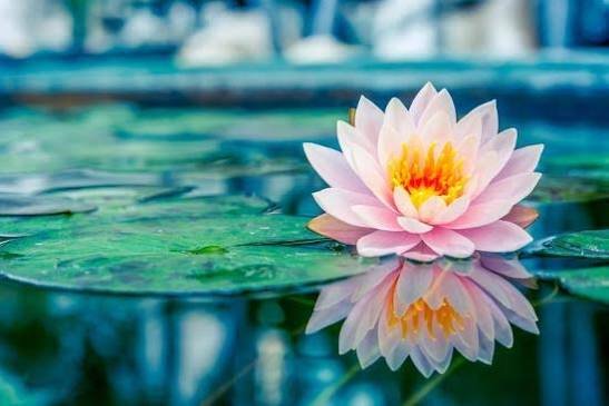 A pink and yellow water lily flower floating on a pond with lily pads and water reflection.