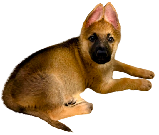 A puppy with the body of a dog and the face of a wolf, lying on the ground