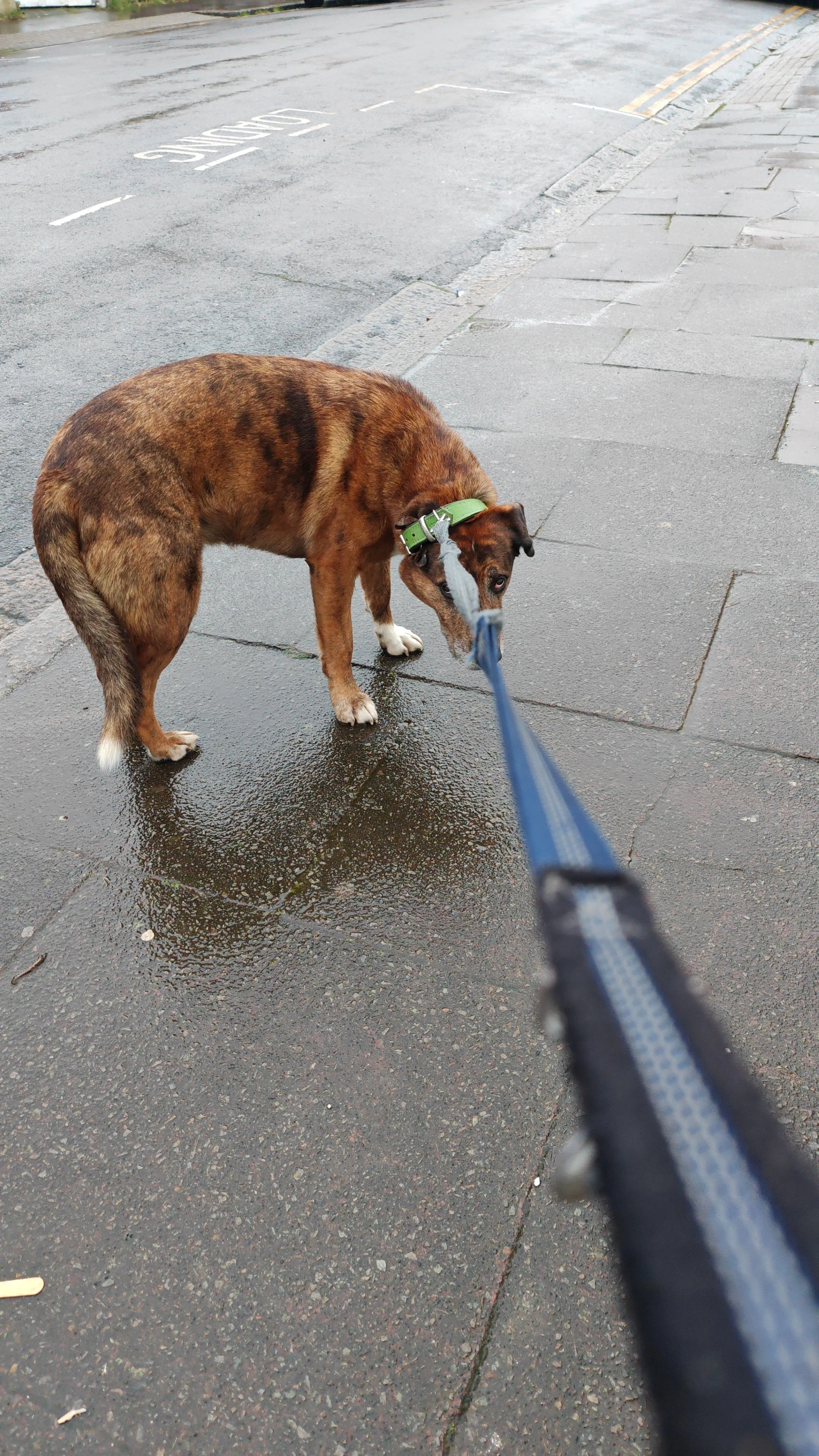 Dog walk