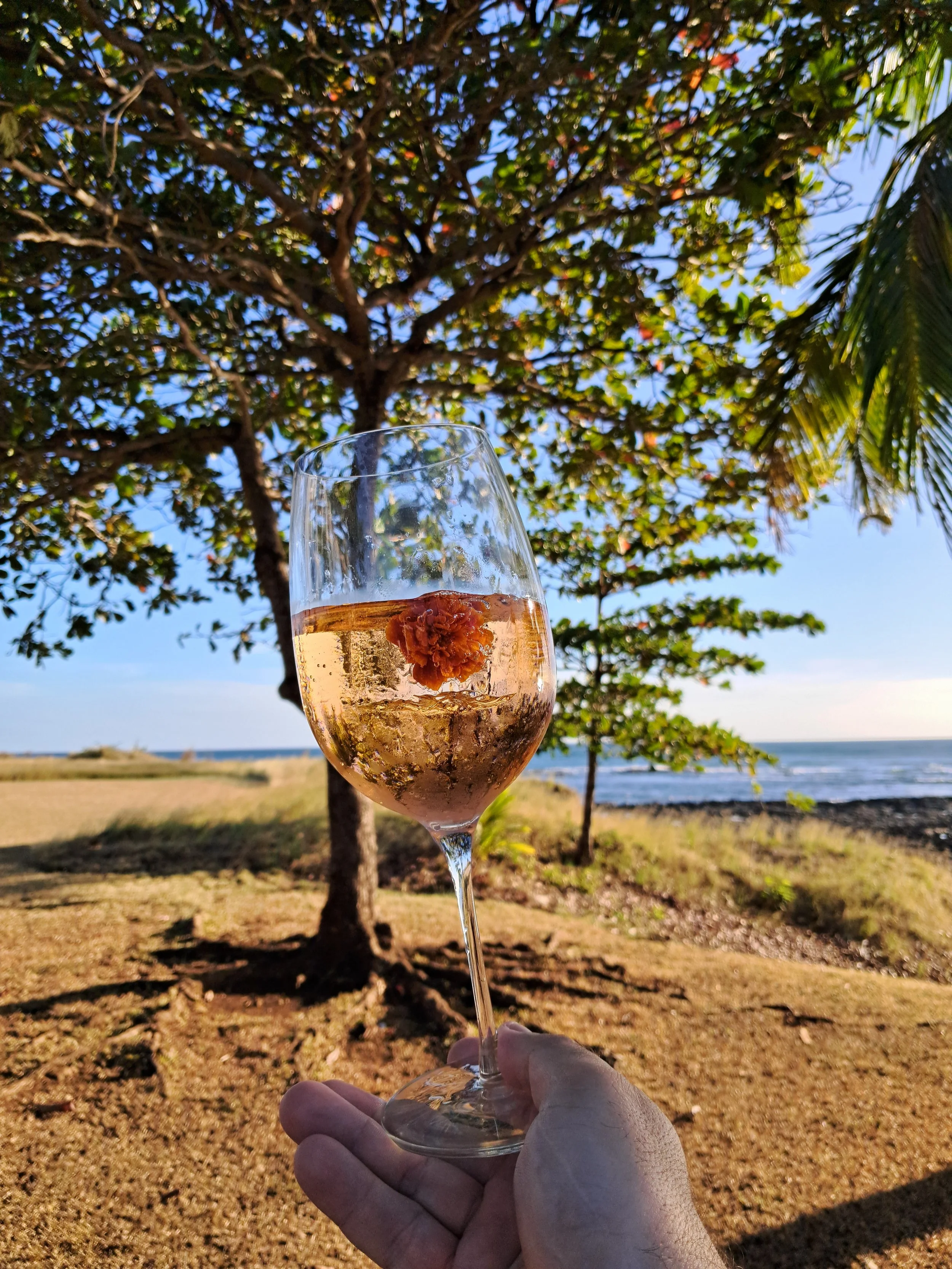 A hand holding a glass of champagne or sparkling wine with a tree and the ocean in the background on a clear, sunny day.