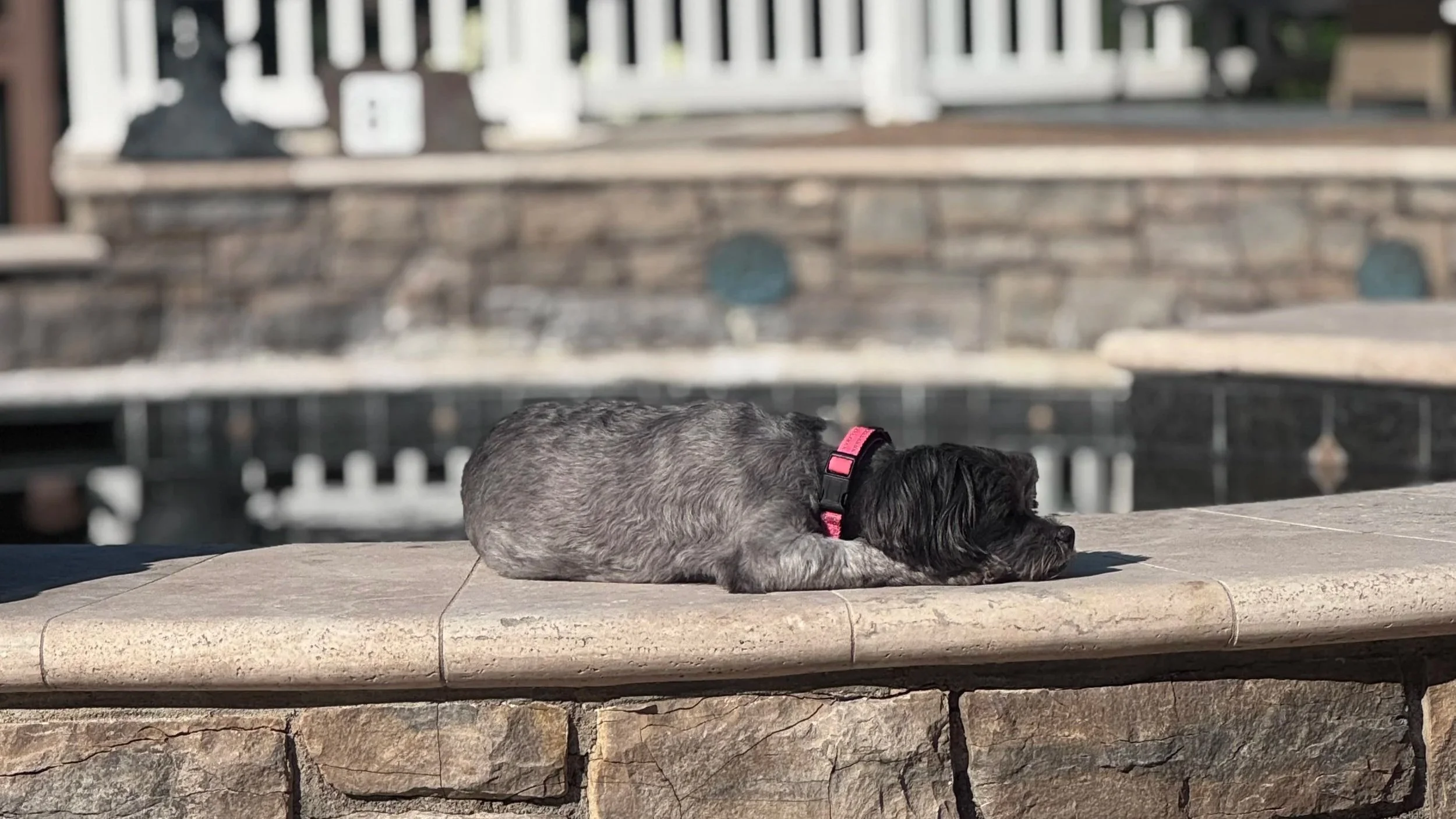 “…the best part was that we could have our little dogs with us too!”