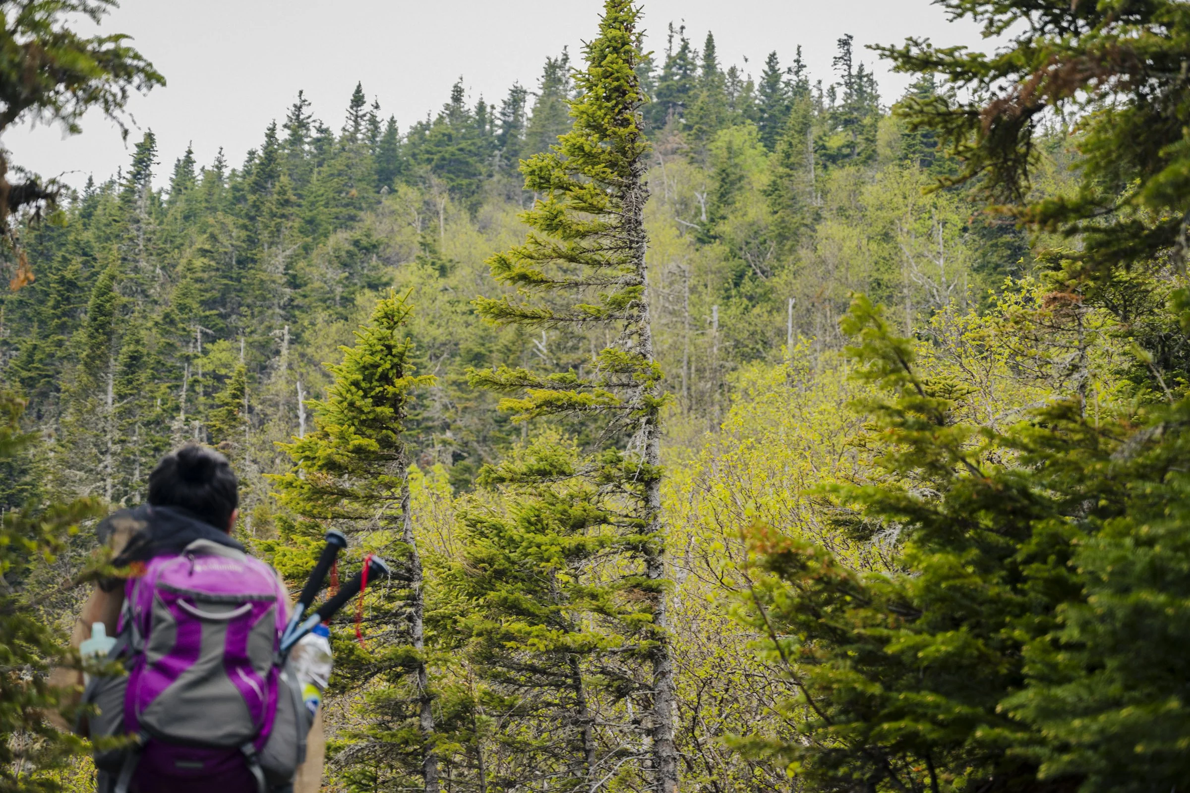 A hiker with a pink backpack in a forest of evergreen trees, with a view of tall trees and a cloudy sky.