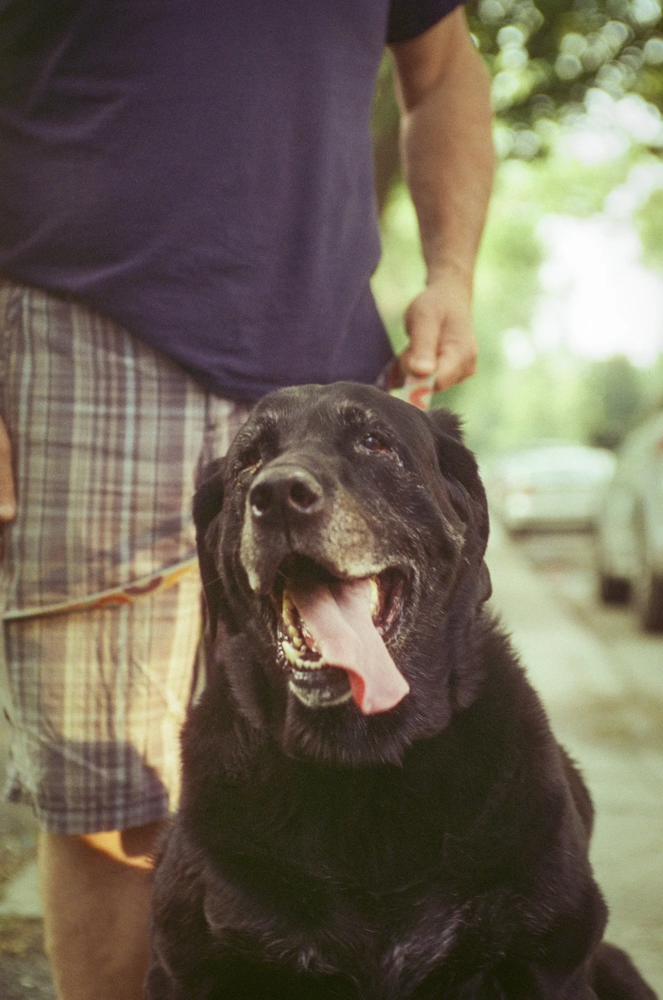 Close-up of a black Labrador Retriever with its tongue out and mouth open, sitting outdoors with a person standing behind it. The person is wearing a dark t-shirt and plaid shorts, with green foliage blurred in the background.
