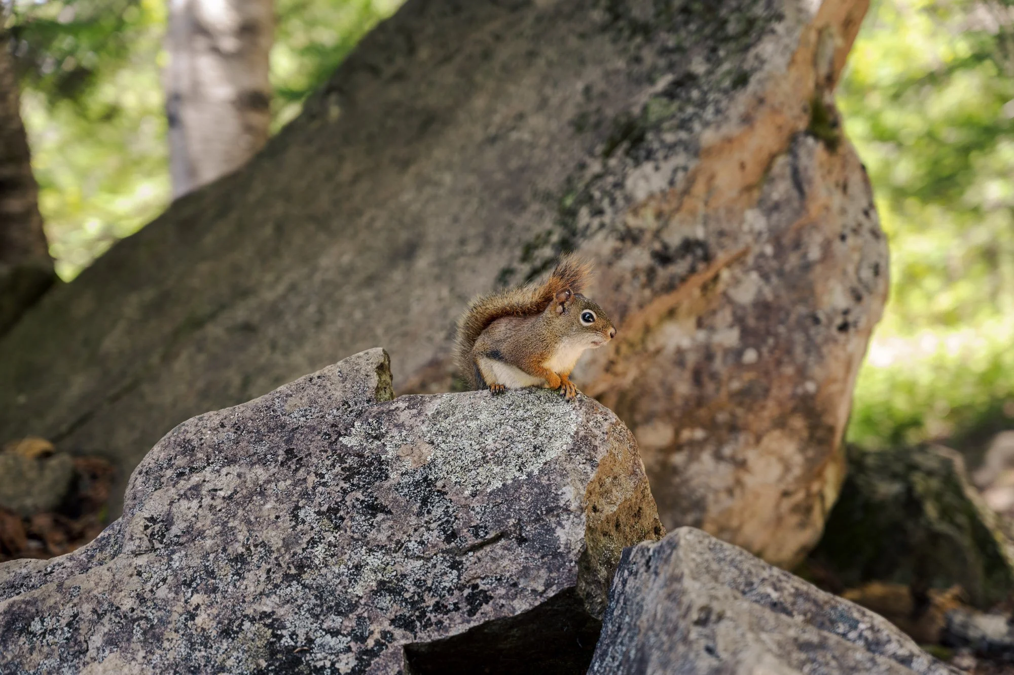 A squirrel standing on a rocky surface with large rocks, green trees, and sunlight in the background.