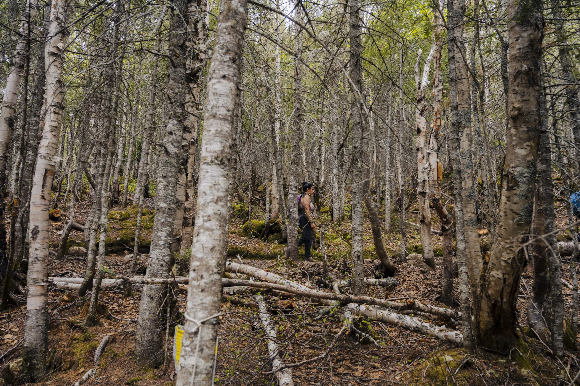 A person with dark hair and a purple backpack walking through a dense forest of tall, thin trees with grayish bark and green leaves.