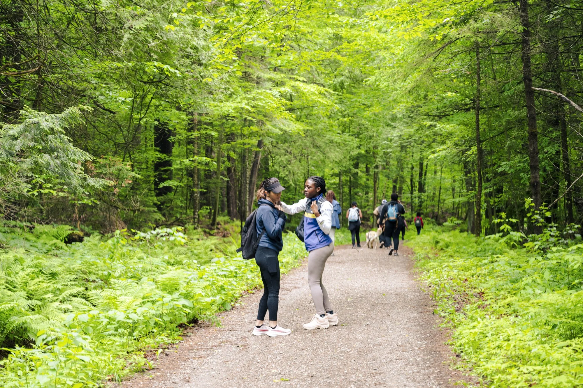 People walking and socializing on a forest trail surrounded by lush green trees and ferns.