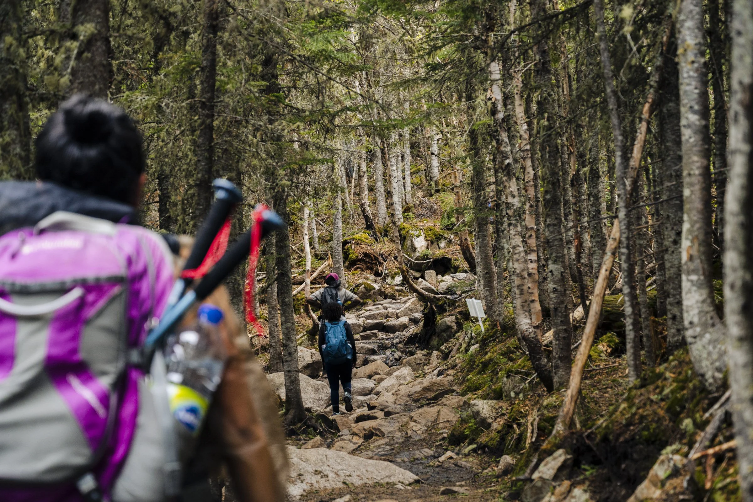 Hikers walking through a forest trail with trees and rocks.