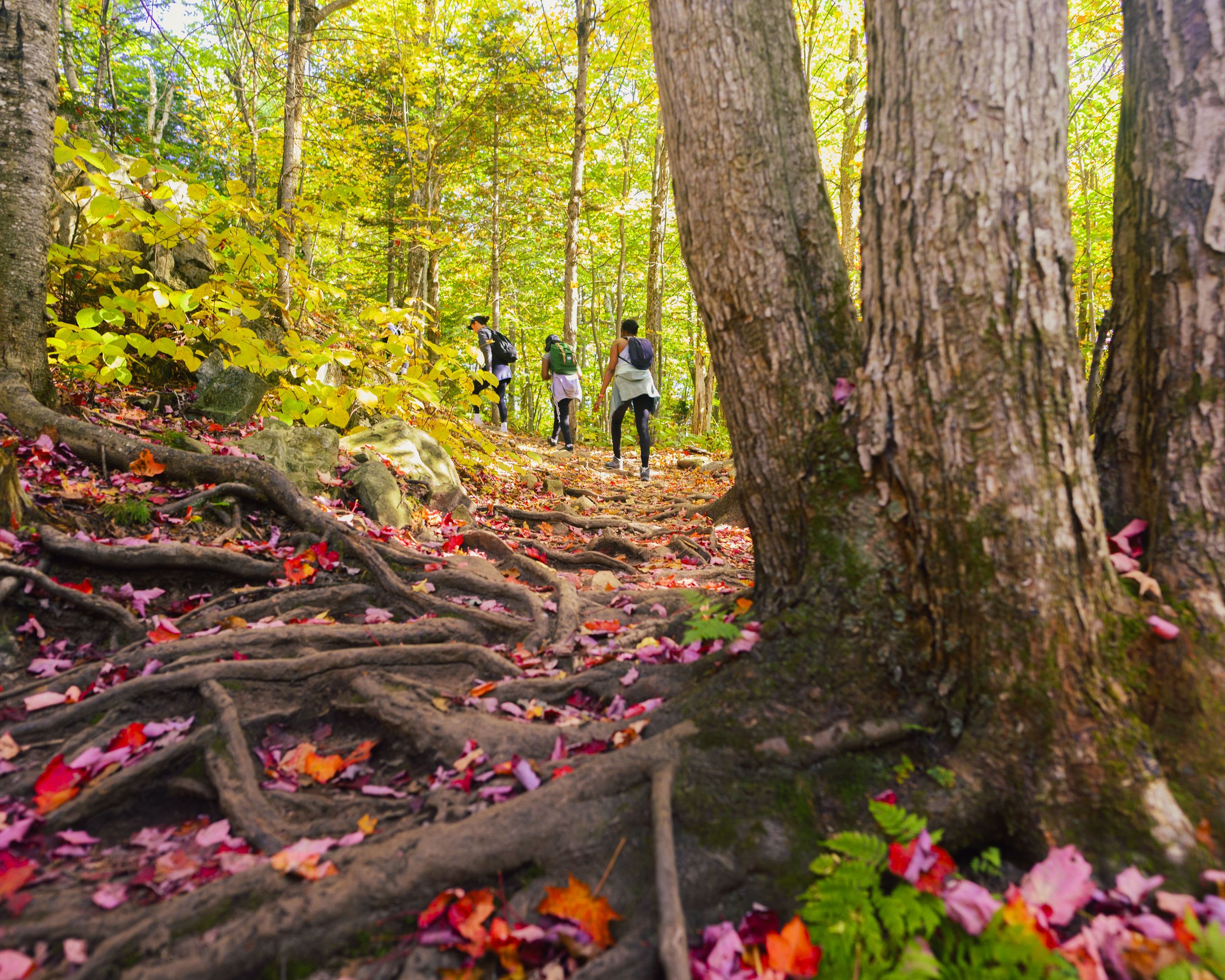 A group of people hiking on a trail through a dense, colorful forest with fallen autumn leaves on the ground.
