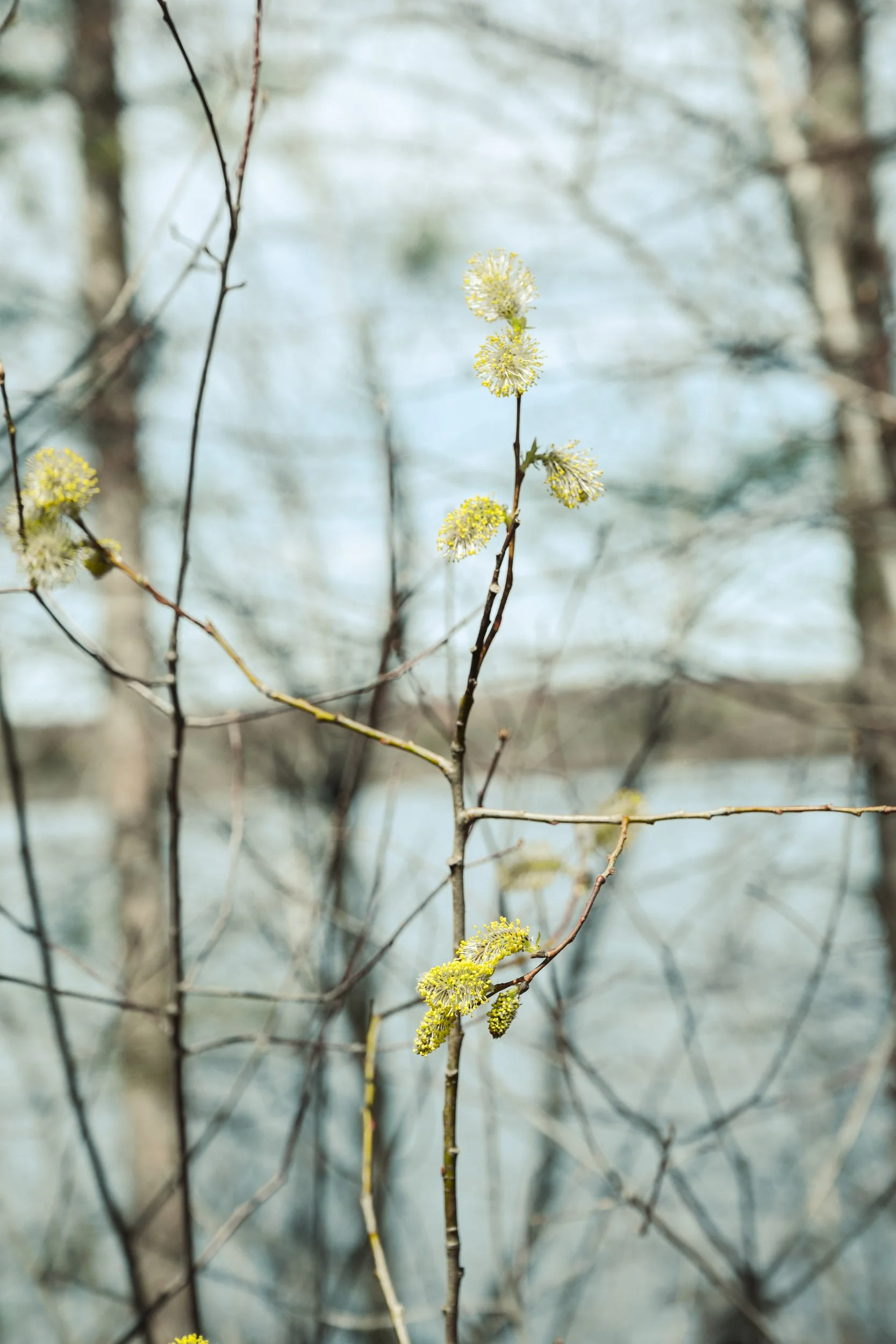 Close-up of a small tree branch with yellowish-green flowers against a blurry outdoor background.