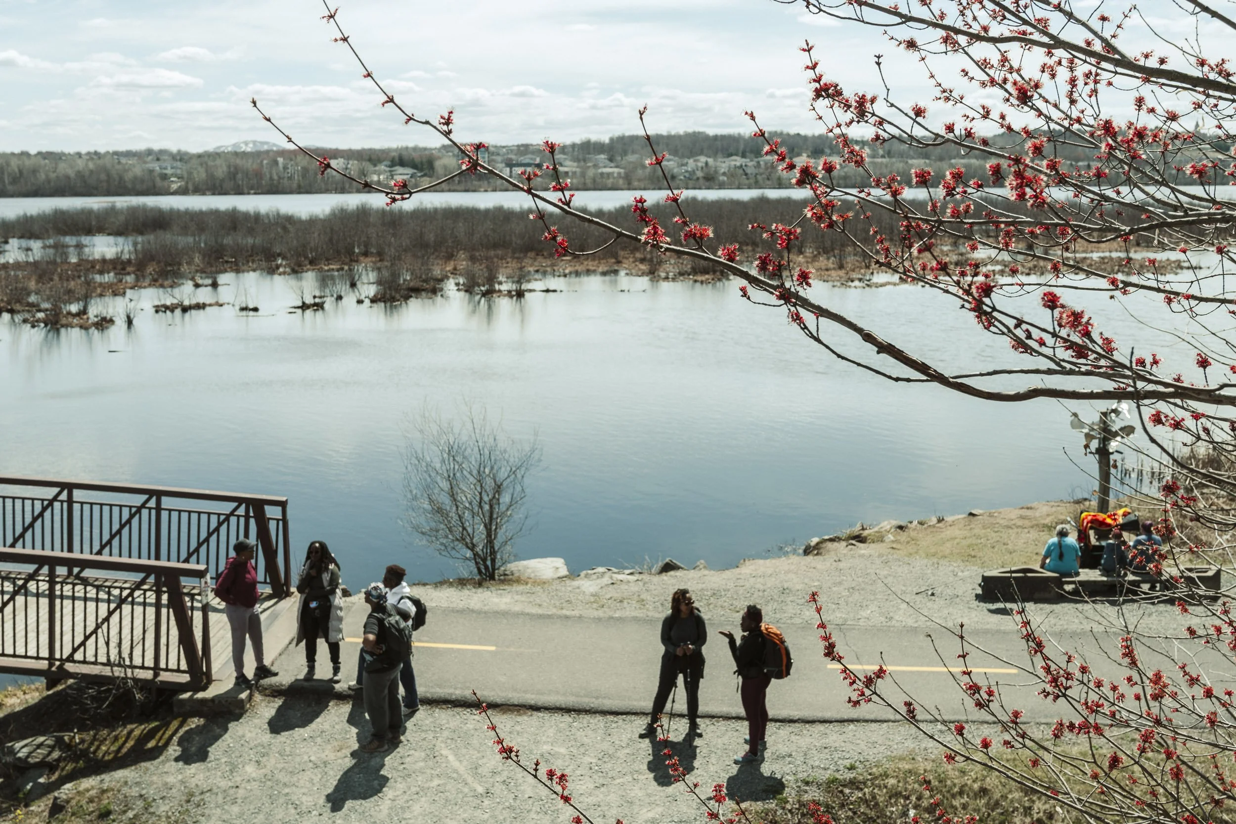 People gathering near a lake with trees and buildings in the distance, spring blossoms in the foreground.
