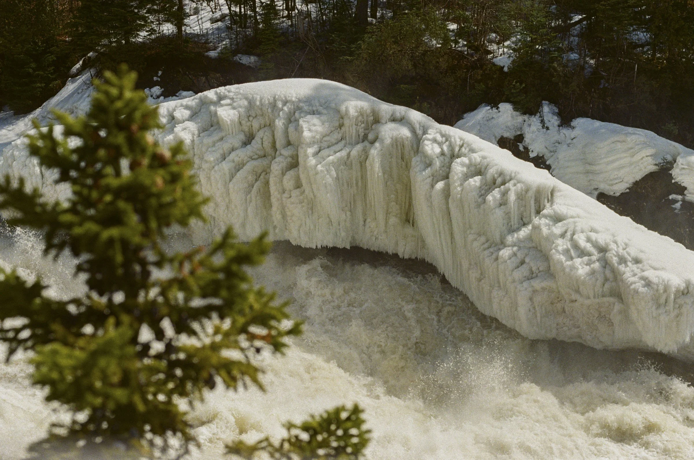 Close-up of a green pine branch in the foreground with a large ice formation and snow-covered landscape in the background.