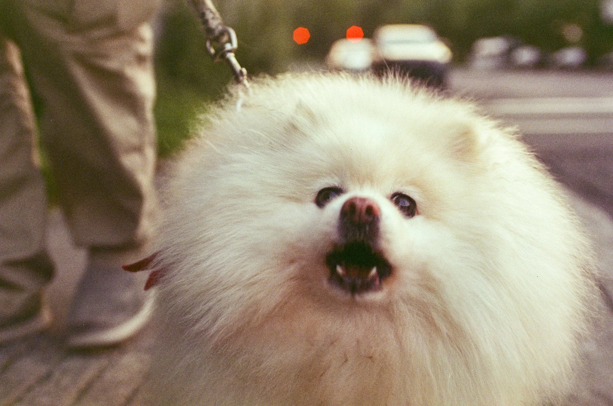 A small, fluffy, cream-colored dog with an open mouth and a pink nose, possibly a Pomeranian, sitting on a sidewalk near a street.