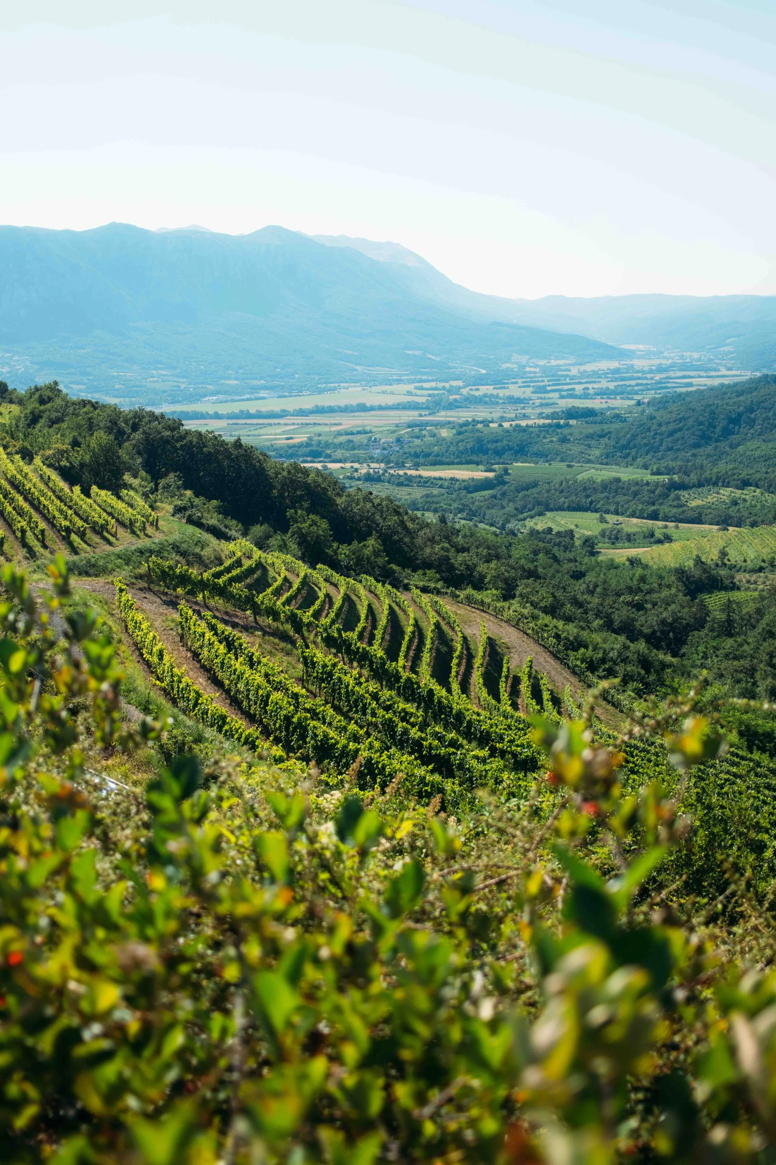 Vipava Valley 