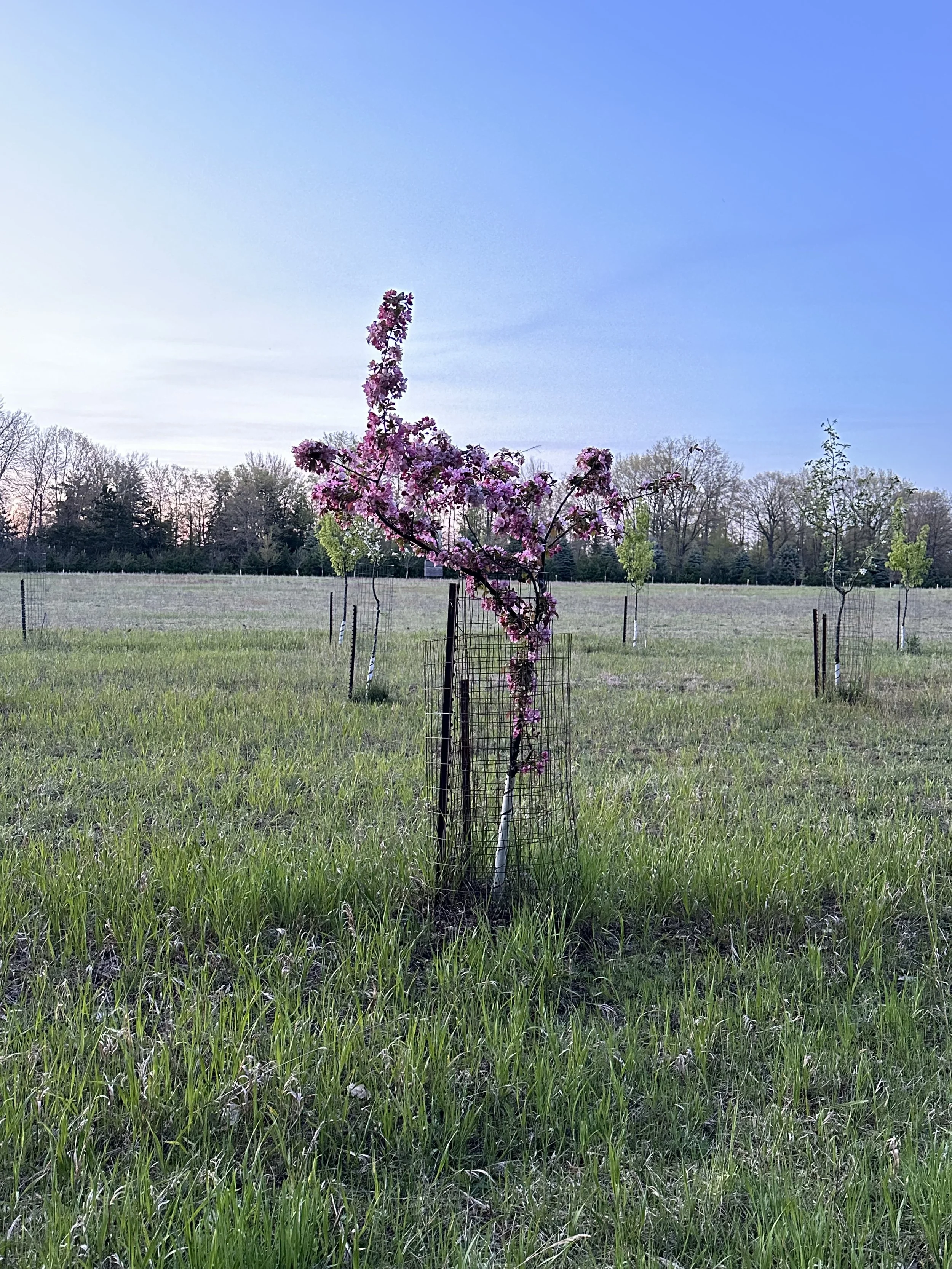 A young tree with pink blossoms in a grassy field, supported by a wire cage, with other smaller trees and a line of trees on the horizon under a blue sky.
