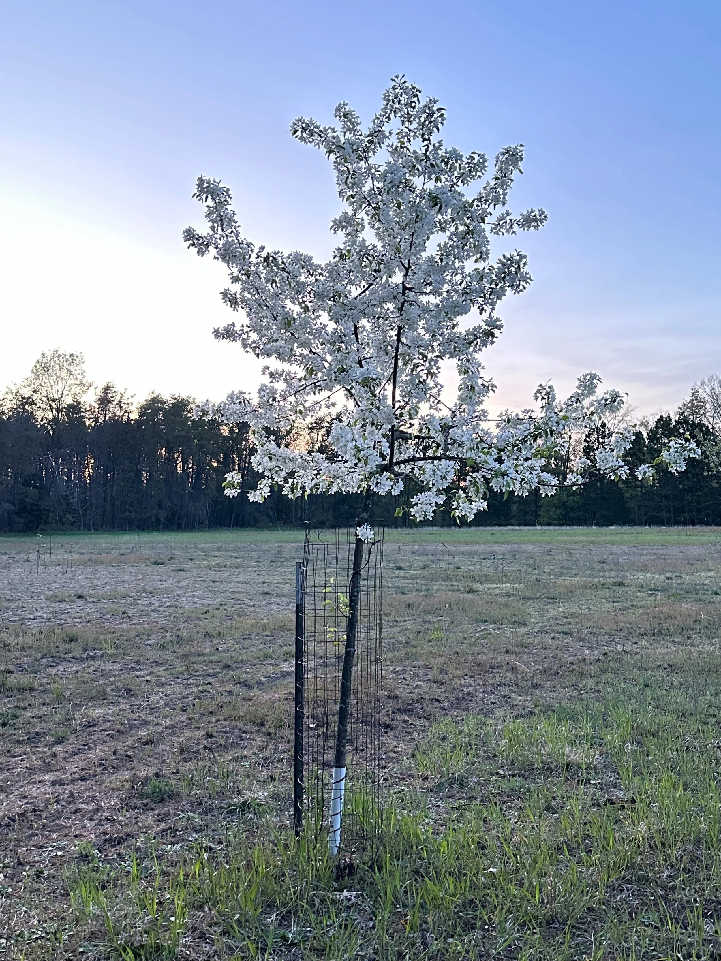 A young white flowering tree planted in a field with a fence around its base, against a backdrop of a sunset or sunrise sky and a line of trees.