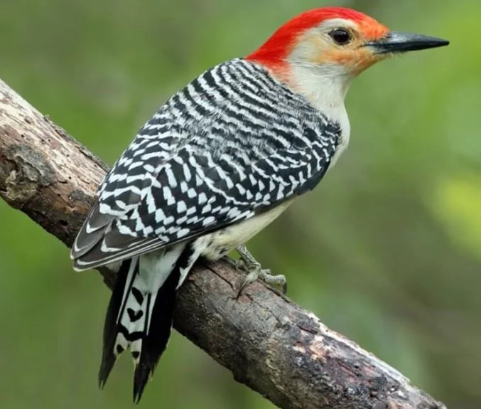 Red Bellied Woodpecker.JPG