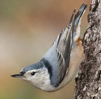 White Breasted Nuthatch.JPG