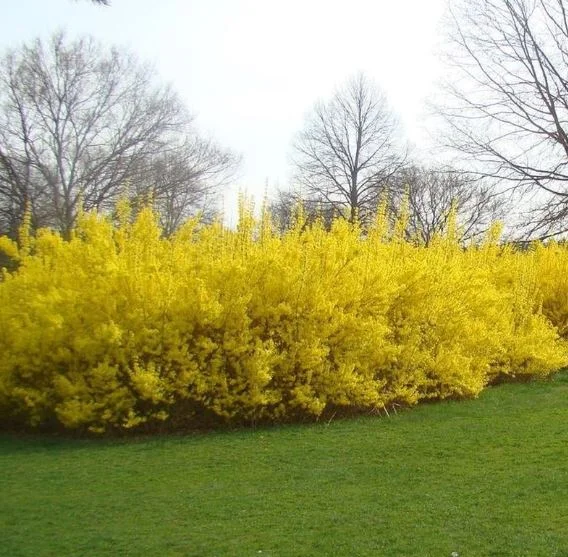 Forsythia.JPG