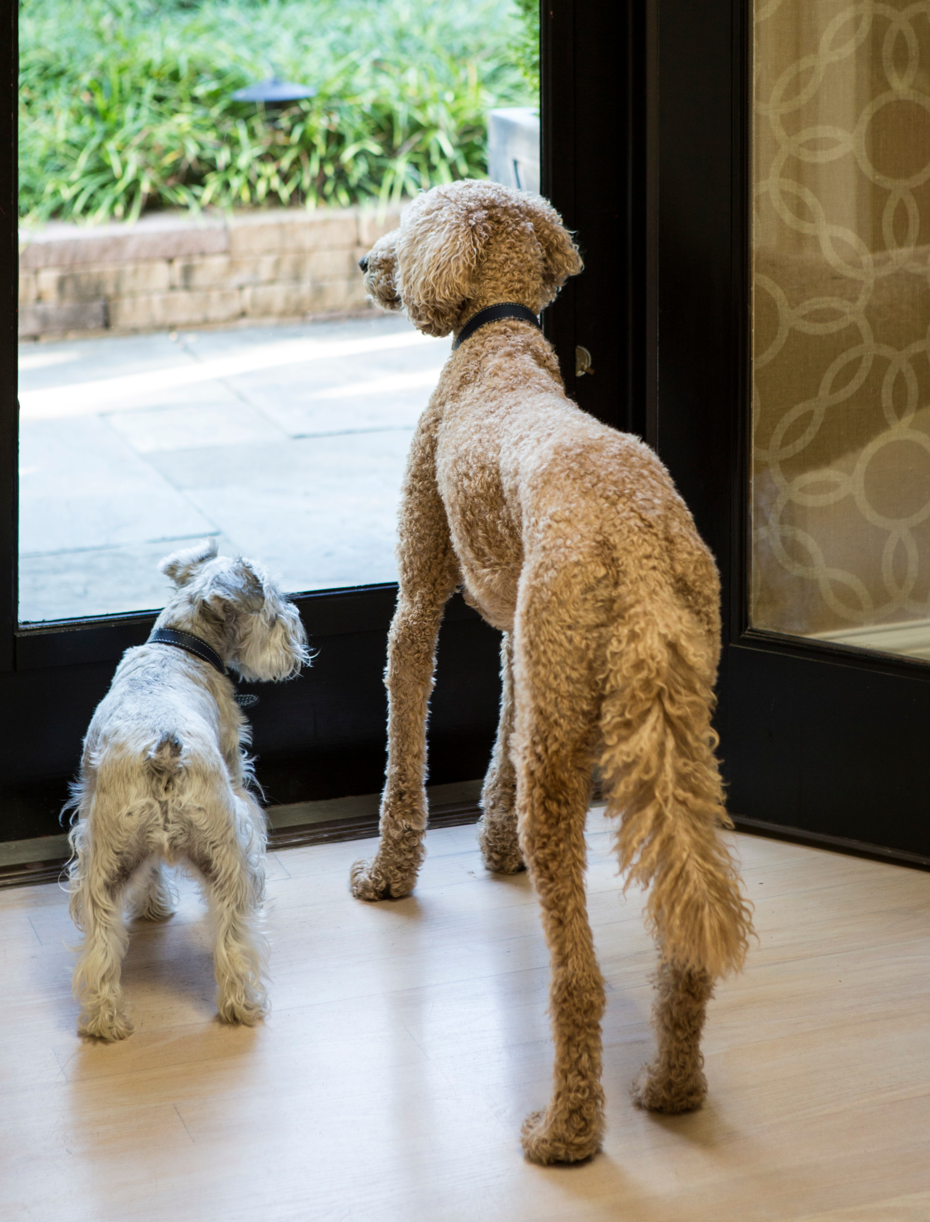 Lulu and Skyler watching for Santa’s sleigh.
