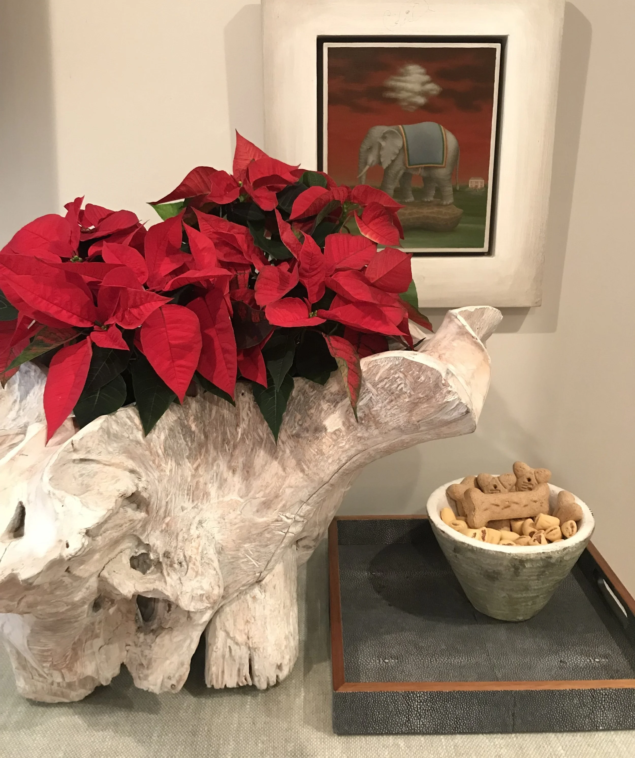 I’m loving the sharp contrast between the poinsettia and my driftwood planter.
