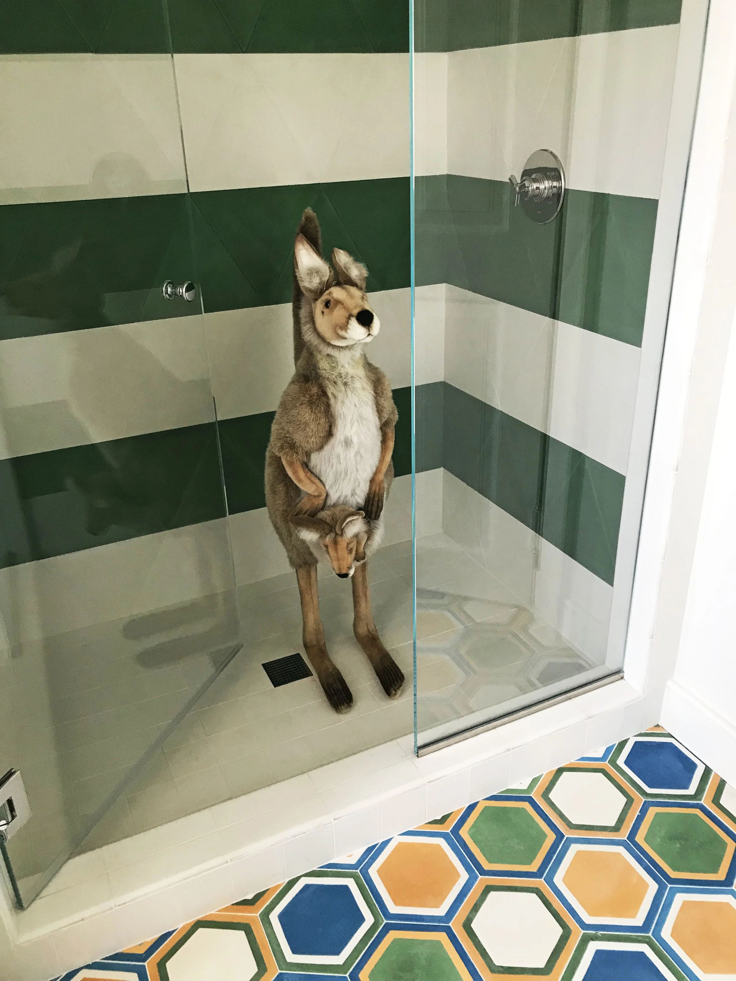 Kangaroo.jpg