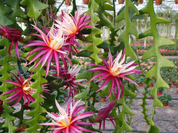 rickrack cactus.jpg