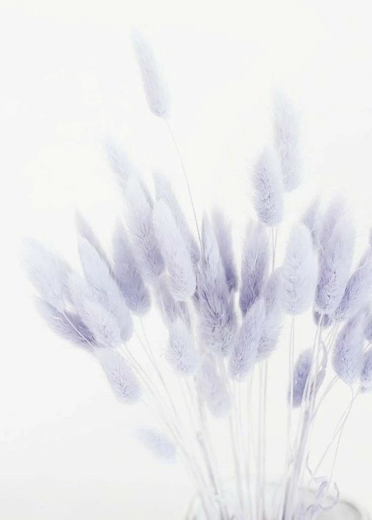 Light purple fluffy grass or plant stems in soft lighting