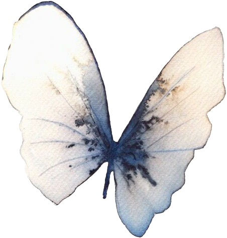 Close-up of a white butterfly with black markings on its wings.