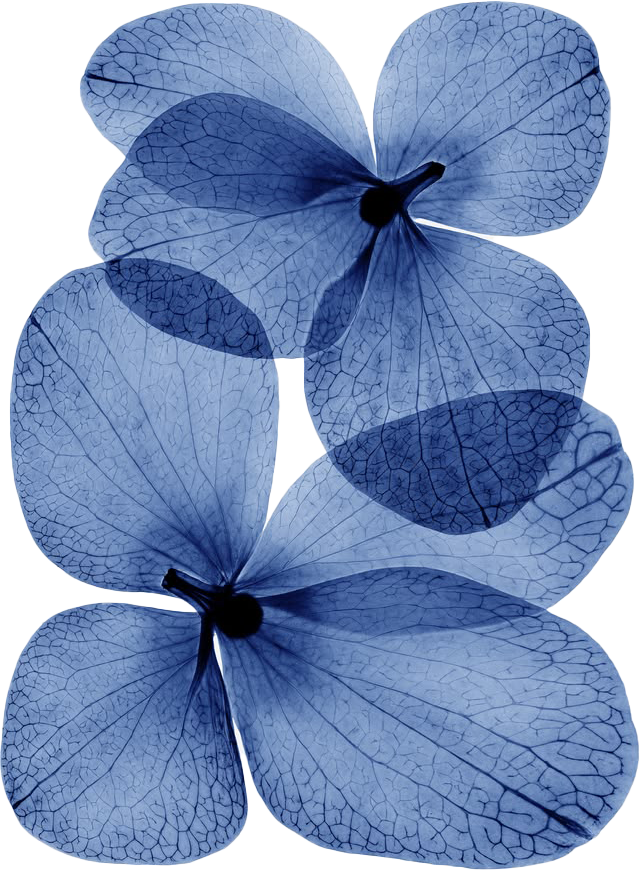 Carrie L. Jabinsky LCSW, JD Relational Therapist in New York City and Connecticut offering Integrative Psychotherapy for Individuals, Couples, and Families