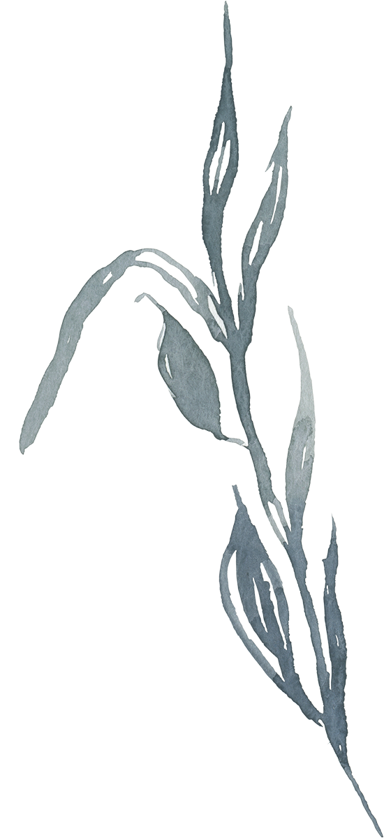 Illustration of a dark gray leafy branch against a light background.