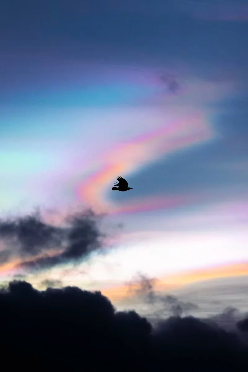 A silhouetted bird flying across a colorful rainbow sky with dark clouds below.