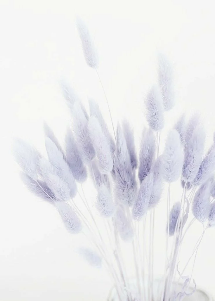 Soft lavender-colored fluffy dried flowers against a white background.